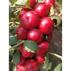 鈣果 農(nóng)大6號(hào)樹苗果樹苗木【郵政發(fā)貨、10棵起發(fā)貨】
