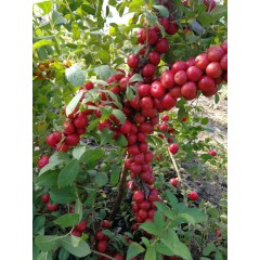 鈣果 農(nóng)大6號(hào)樹苗果樹苗木【郵政發(fā)貨、10棵起發(fā)貨】