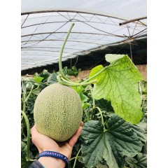 一只長在吐魯番的哈密瓜，西州蜜25號又叫“酥蜜25號”濃郁香甜，甜度驚人！?。? width=
